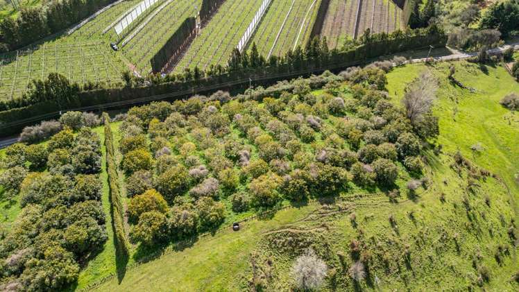 231 Walford Road Aongatete_18