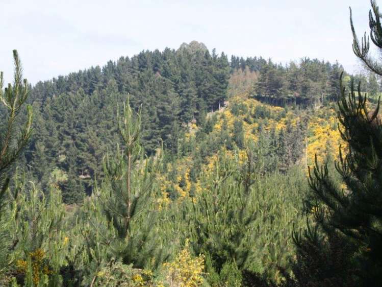 142 Gualter Road Geraldine_7