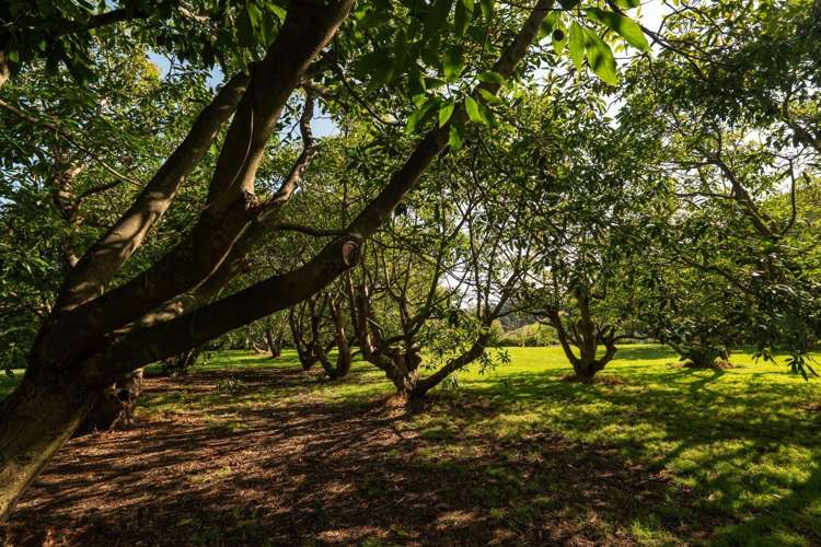 10A Bridgman Lane, Tanners Point Katikati_39