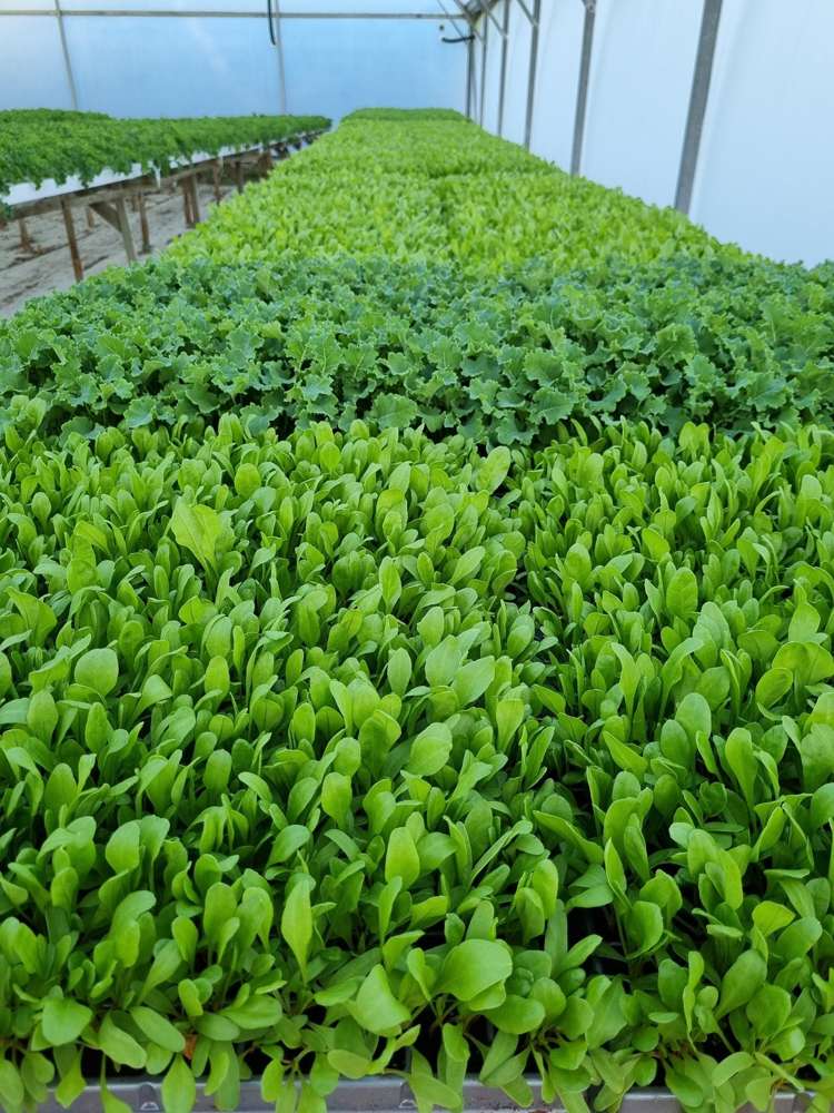 116 Wingatui Road Mosgiel_26