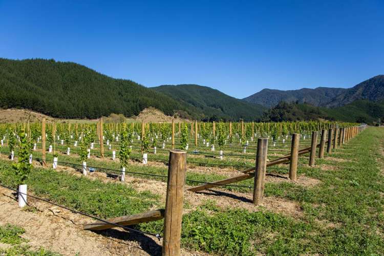 95 Speeds Road Koromiko_16