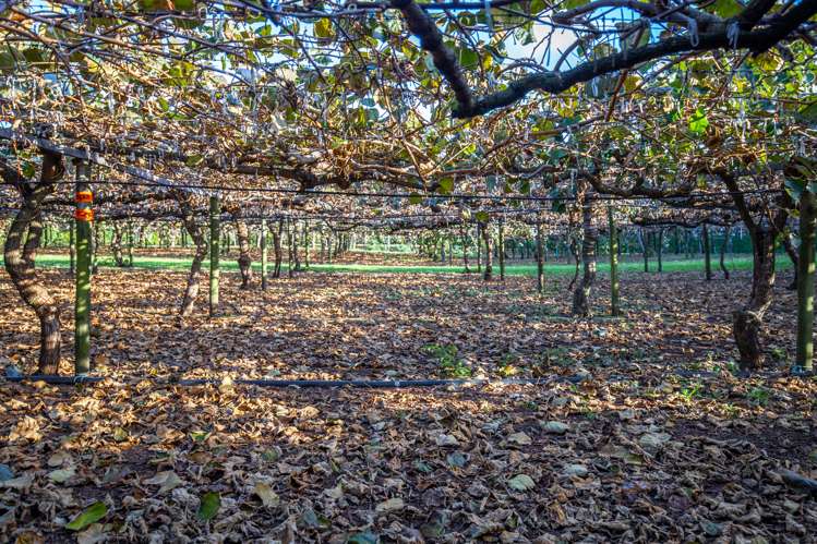 32 Gooseberry Grove Pauanui_9