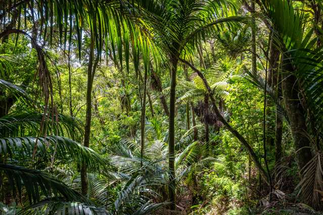 61 Trig Hill Road Onetangi_2