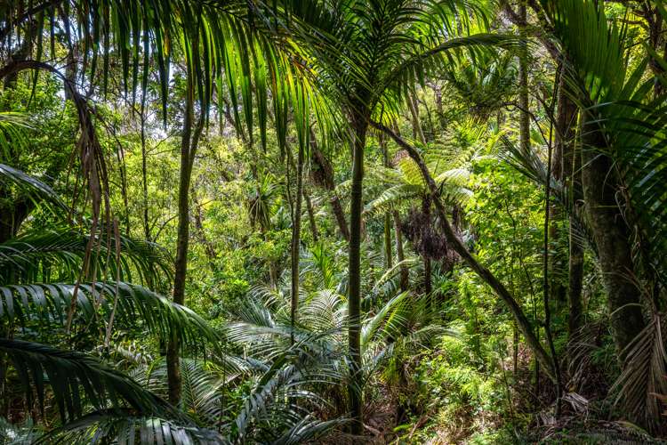 61 Trig Hill Road Onetangi_2