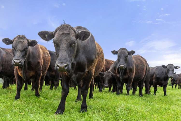 160a Tate Road Te Kuiti_10