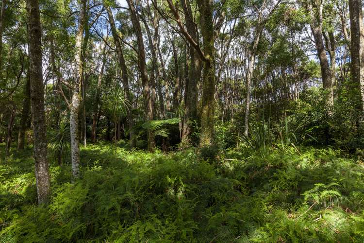 284 Taylor Road Taipa_19