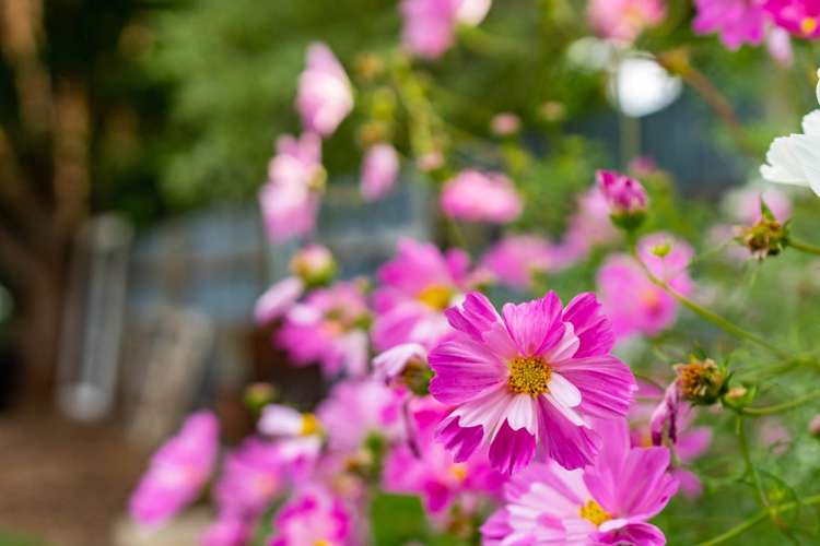 344 One Tree Point Road One Tree Point_29