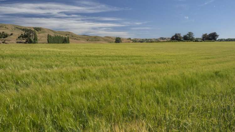 1231 Longbush Road Carterton_20