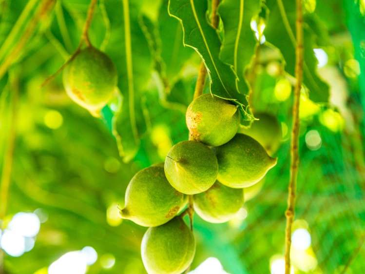 118 Moetapu Bay Road Anakiwa and Surrounds_13