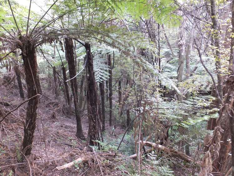 63 Wainui Road Kaeo_6