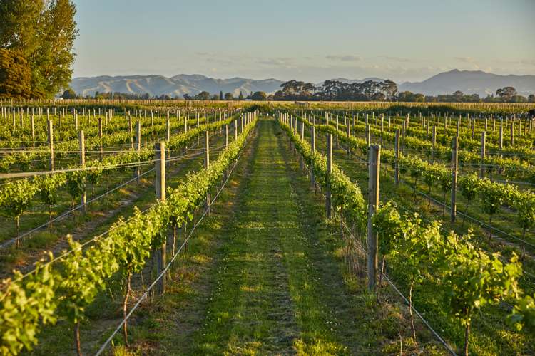 212 Selmes Road Rapaura_26