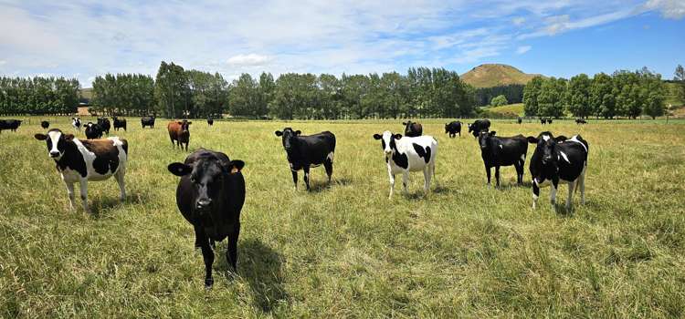 391A Otama Road Otama_14