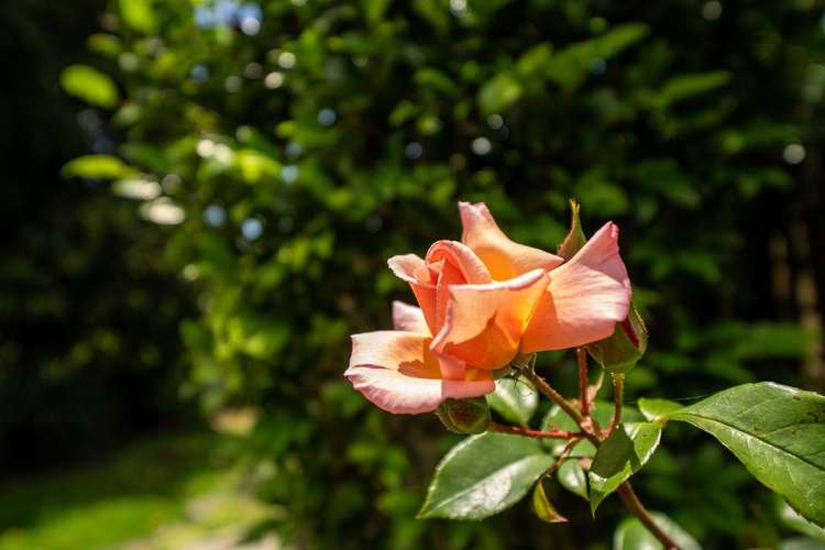 56B King Street Hikurangi_24