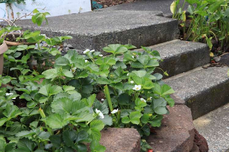 1/39 Bentley Avenue Glenfield_18