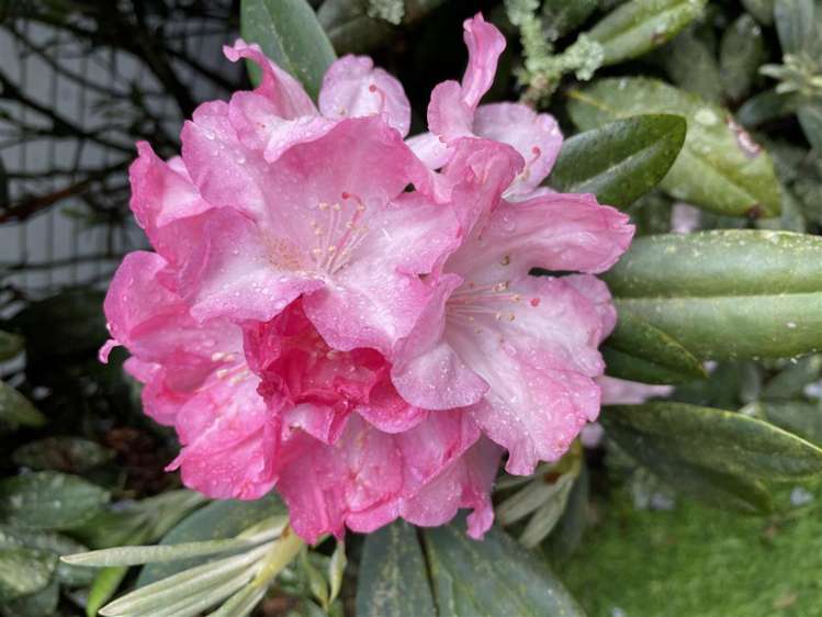 488 Tapuwae Road Benneydale_11