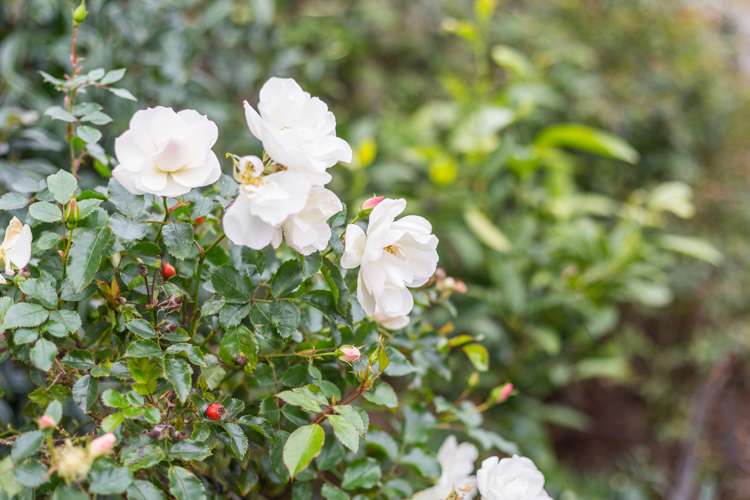 74 John Burke Drive Aotea_33