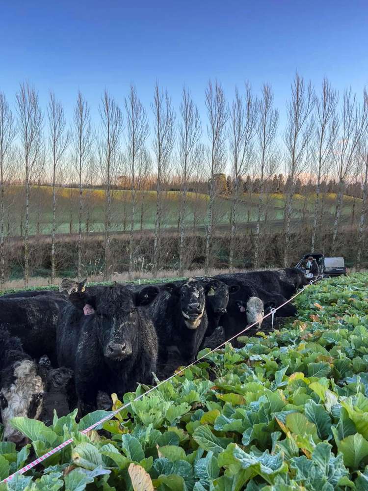 348 Koi Road Waikoikoi_9