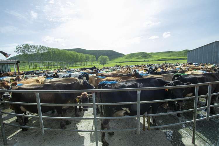 62 Rehi Road Ngakuru_10