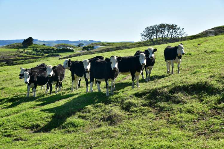 3356 Kaipara Coast Highway Glorit_10