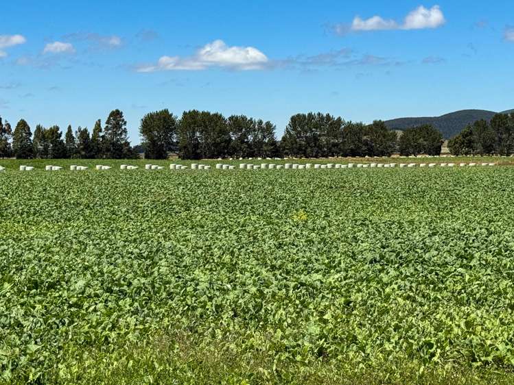 109 Affleck Road Castle Downs_9