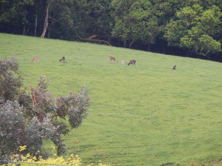 969 Piakonui Road Richmond Downs_9