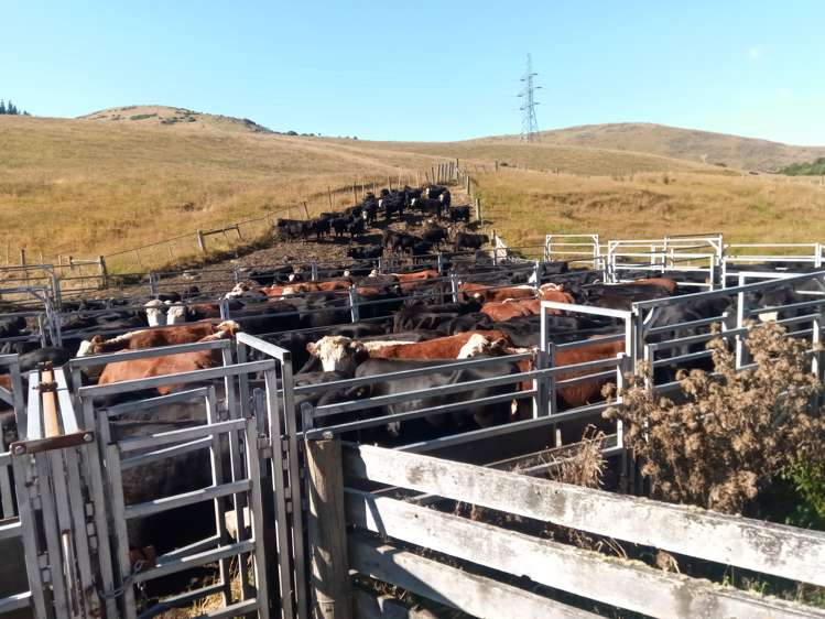 265 Glenfalloch Road Catlins Surrounds_8