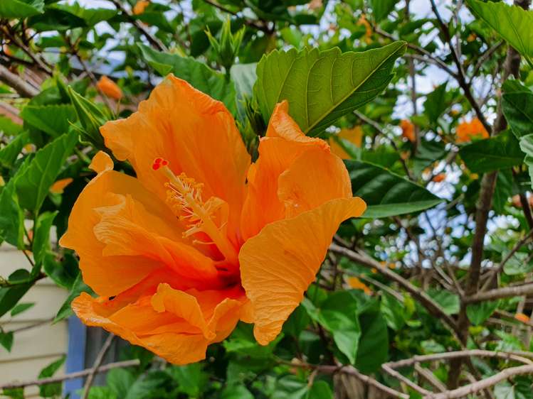 52 Wallace Place Westown_19