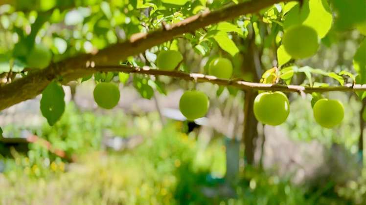 62 Kaitoke Lane Great Barrier Island_29