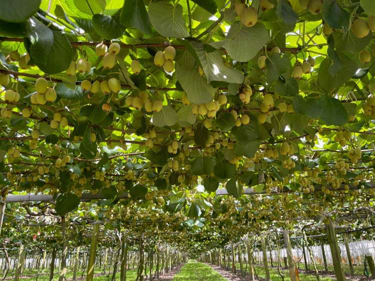 23 Wilson Road North Paengaroa_3