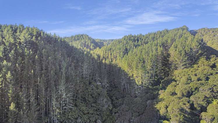 1 State Highway 2 Taneatua_6