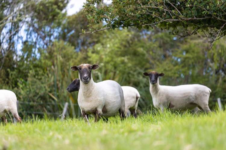 427 Port Albert Road Wellsford_36