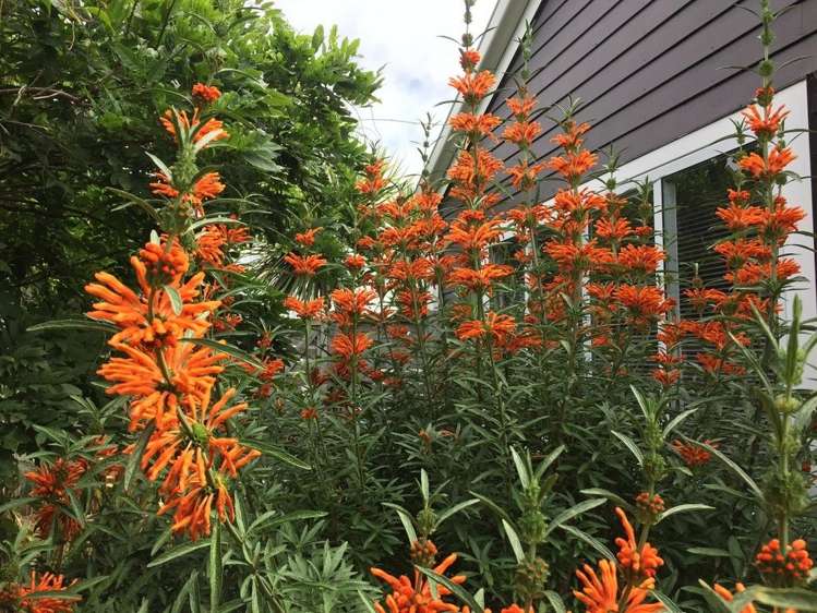 18b Monarch Place Paraparaumu Beach_11