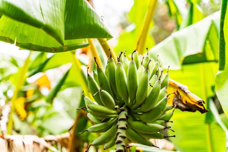 174 Whatitiri Road Maungatapere_30