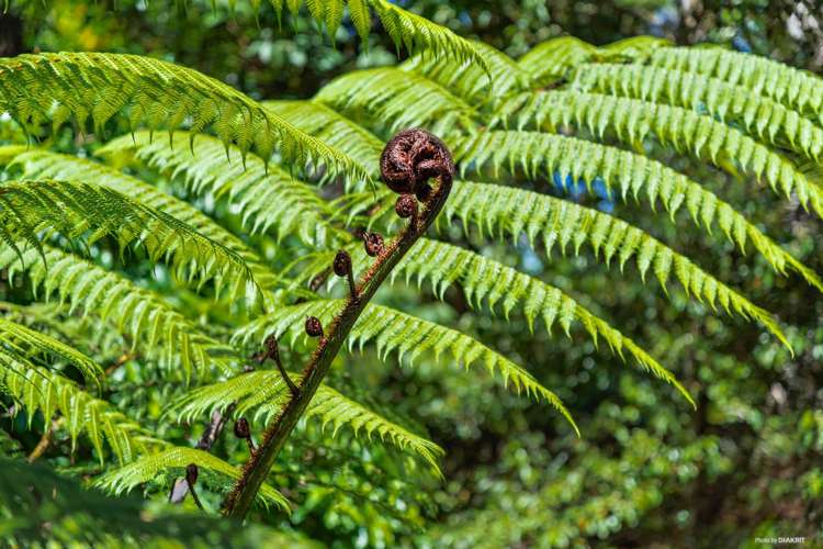 40 Mahoe Road Titirangi_13