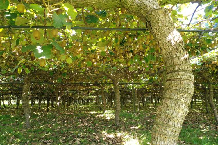 31 Mcivor Road Rotoma_18