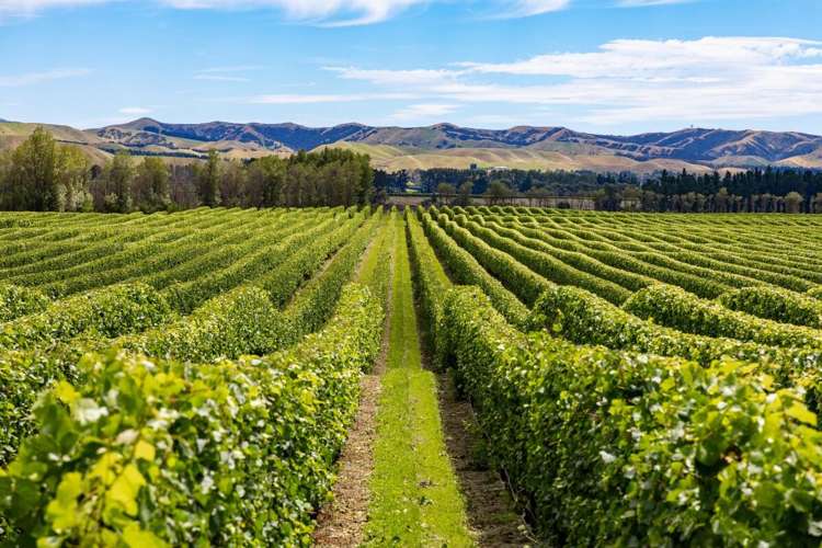 Seaview Road Seddon_1