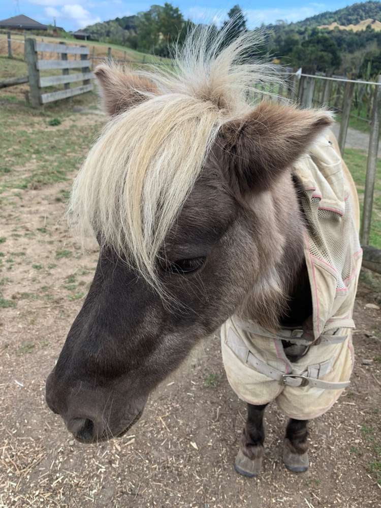 327 Upper Waiwera Road Puhoi_32