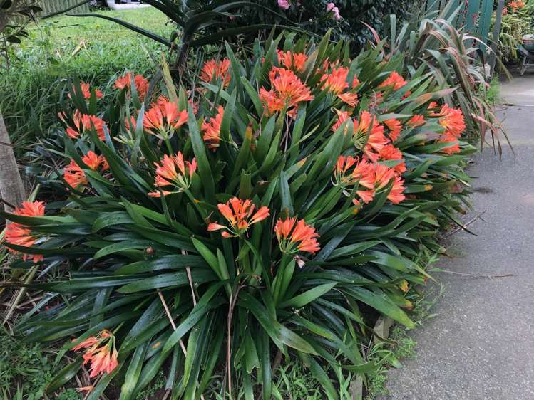 207 Marsden Point Road Ruakaka_14