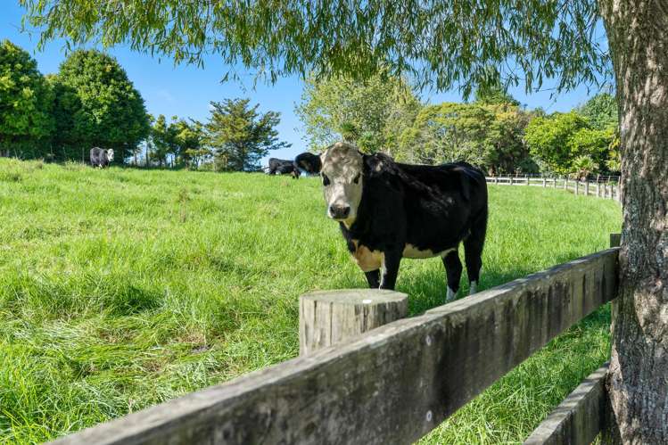 68 Waitangi Road Kiripaka_23