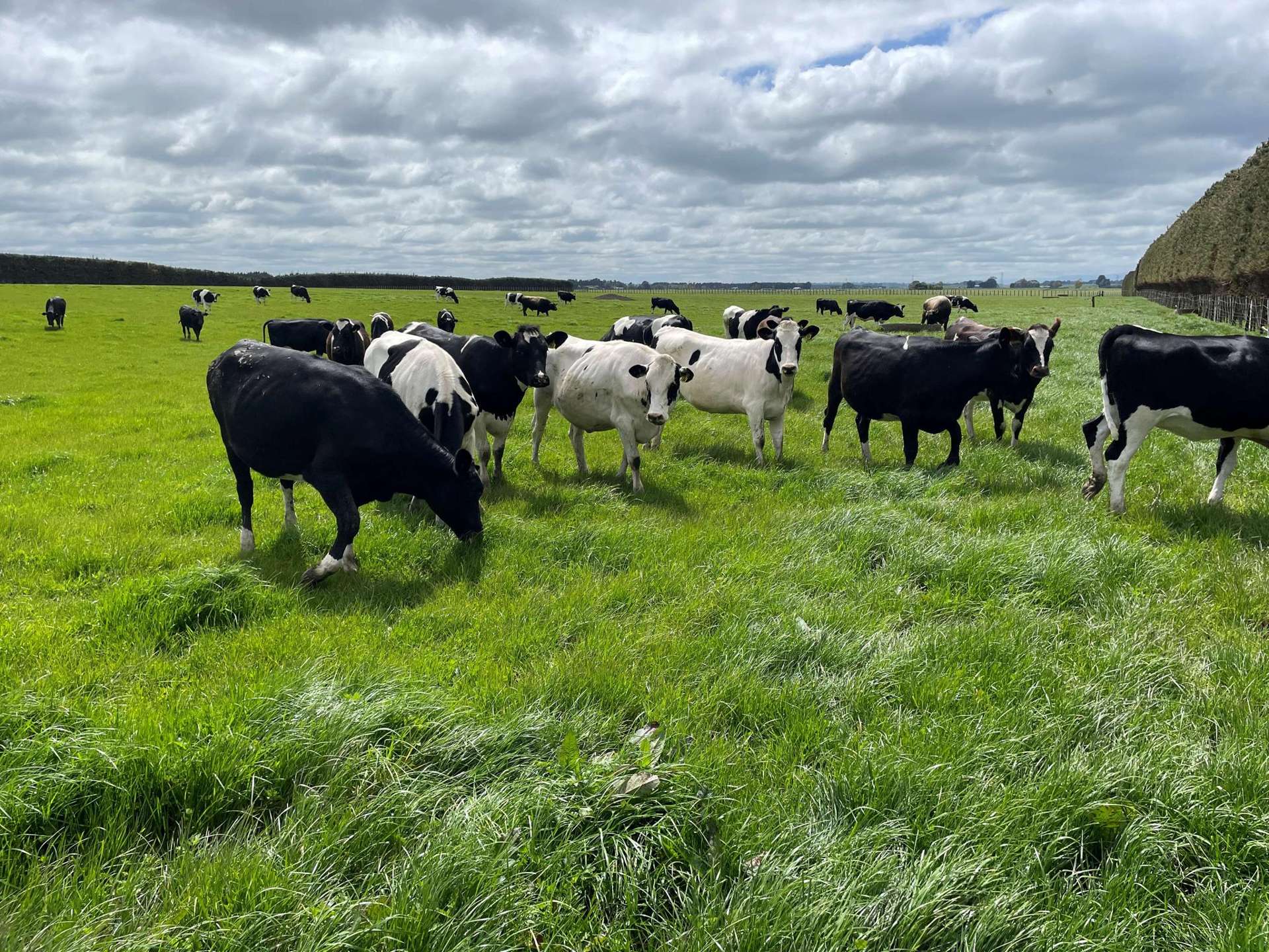 150 Spur Road West Colyton_0