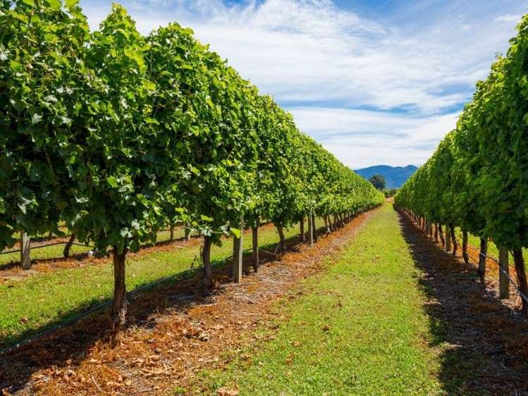 202 Old Renwick Road Springlands_13