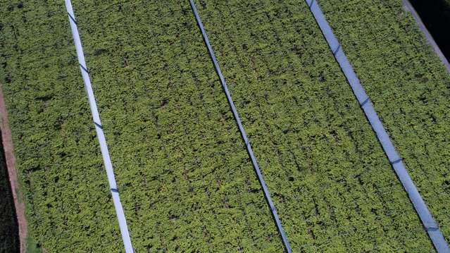 471b Old Coach Road Paengaroa_4