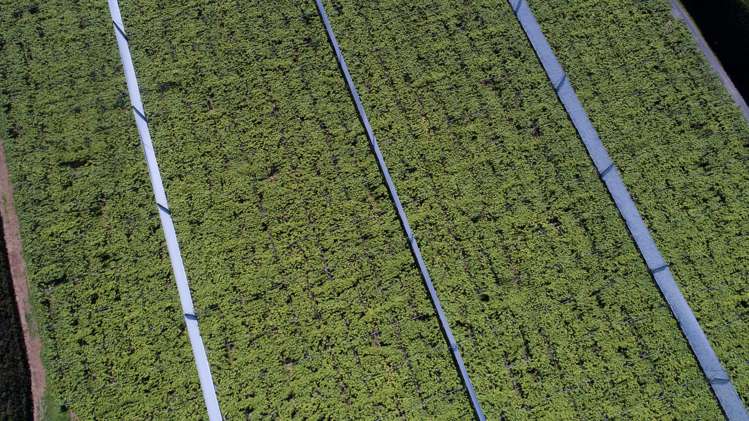 471b Old Coach Road Paengaroa_4