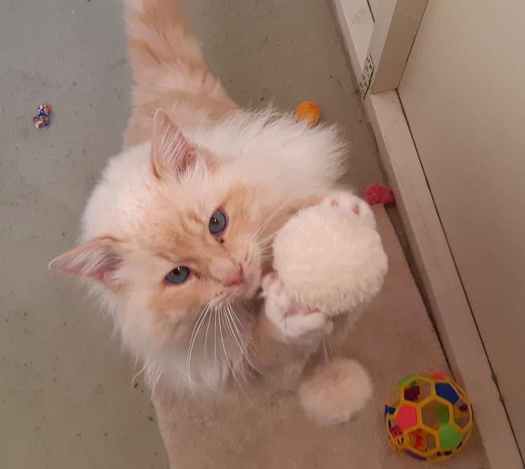 18 Thews Road Tinwald_19