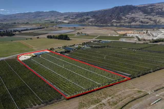 Fully Established Cherry Orchard