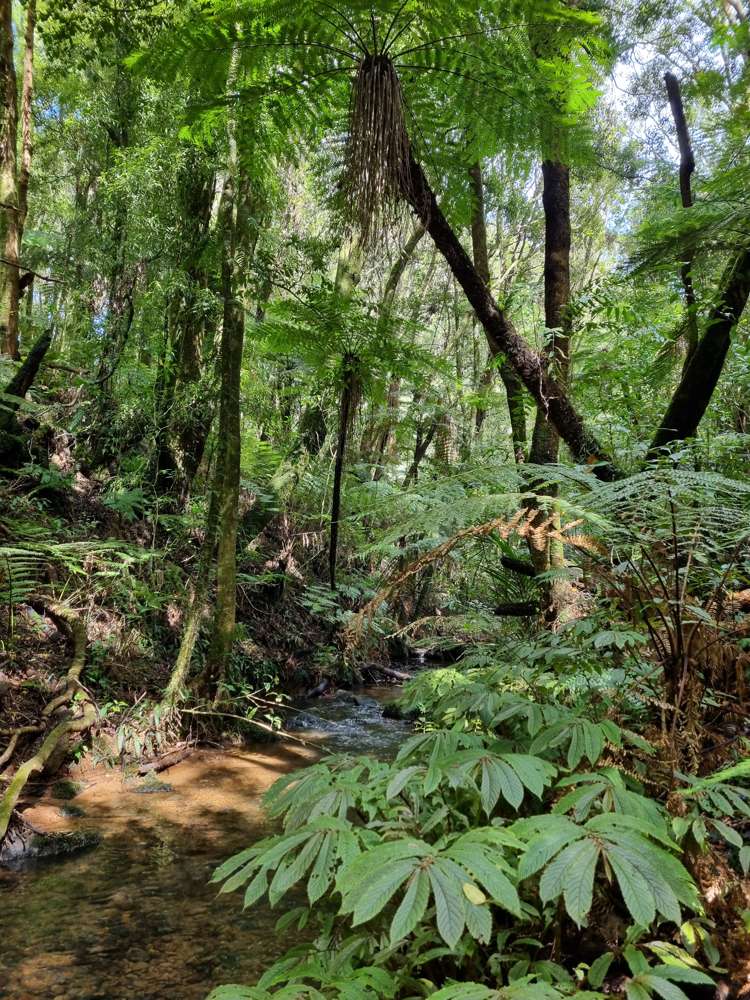 165 Pekanui Road Puketotara_29