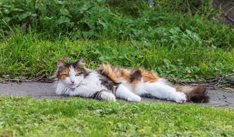 8 Pinnacle Street Seatoun_24