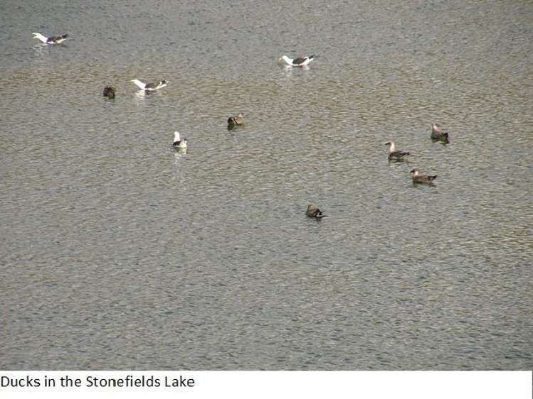 10/18 Harding Avenue Mount Wellington_5