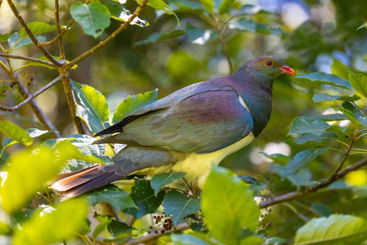 236 Moetapu Bay Road Anakiwa and Surrounds_24