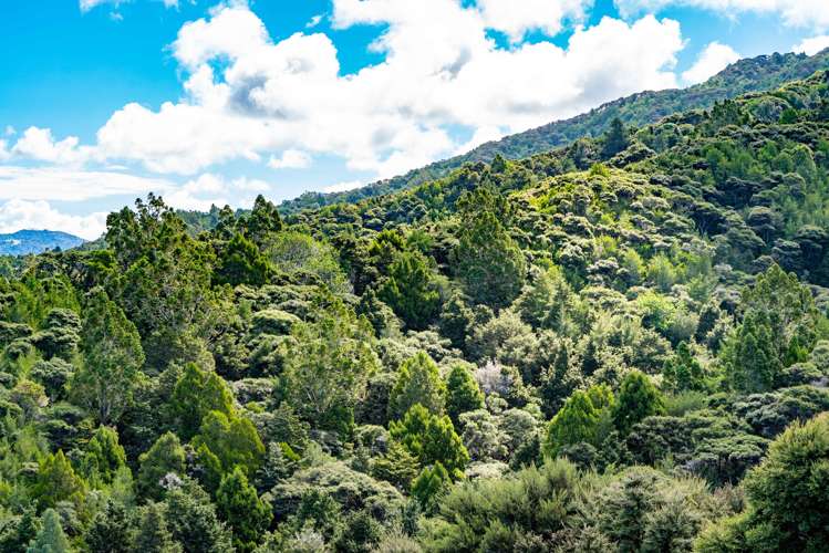 Kapawiti Road Mangawhai_12